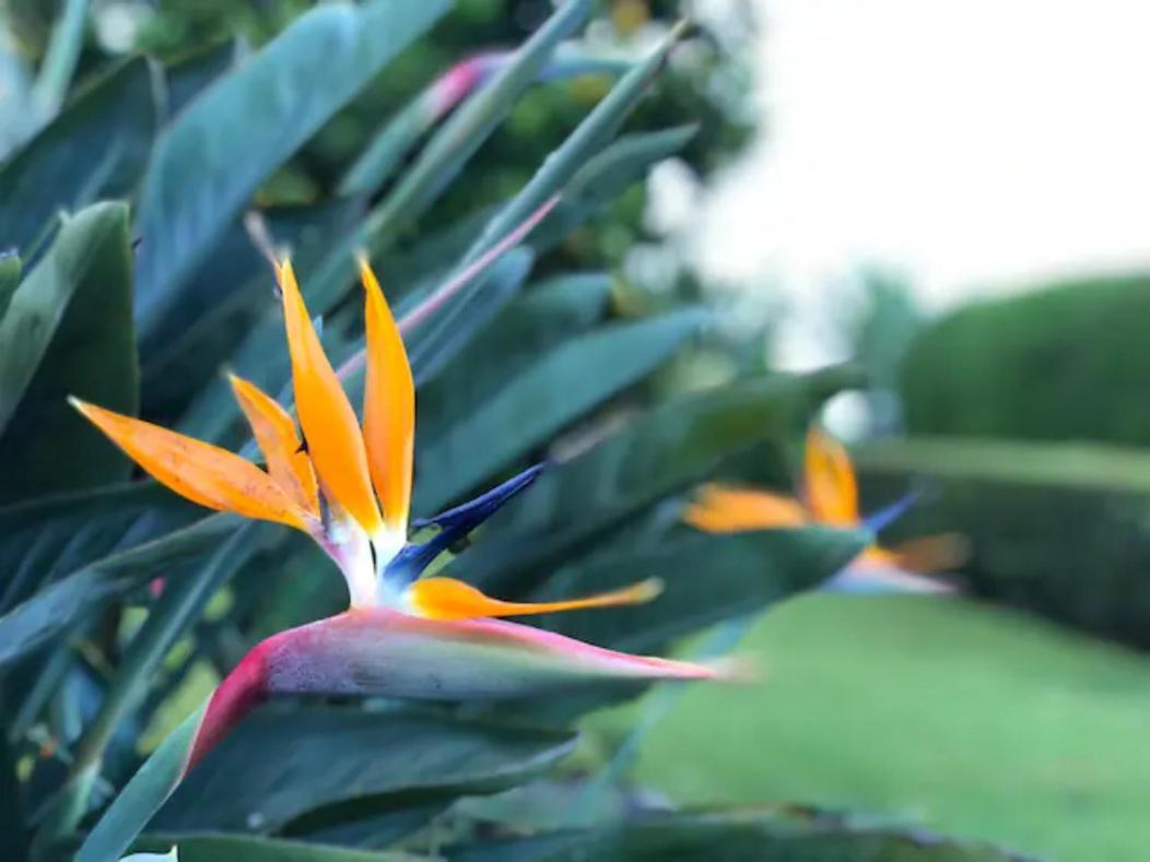 شقة Coffee Garden Ranch Costa Rica Concepcion  المظهر الخارجي الصورة