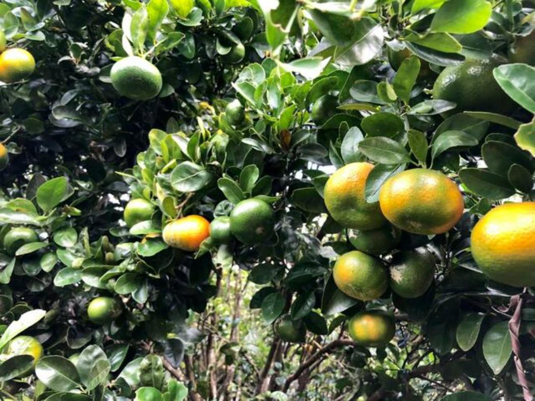 شقة Coffee Garden Ranch Costa Rica Concepcion  المظهر الخارجي الصورة
