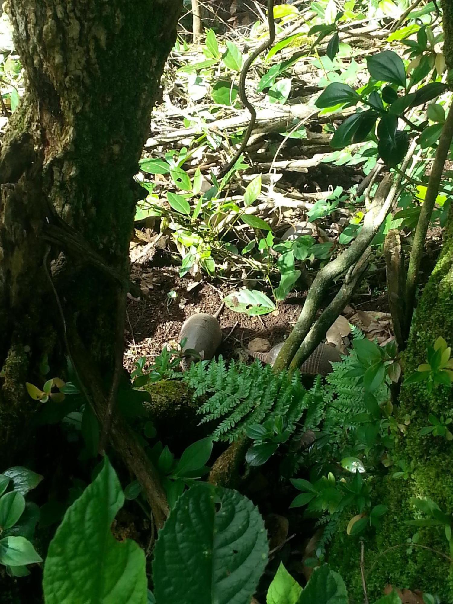 شقة Coffee Garden Ranch Costa Rica Concepcion  المظهر الخارجي الصورة