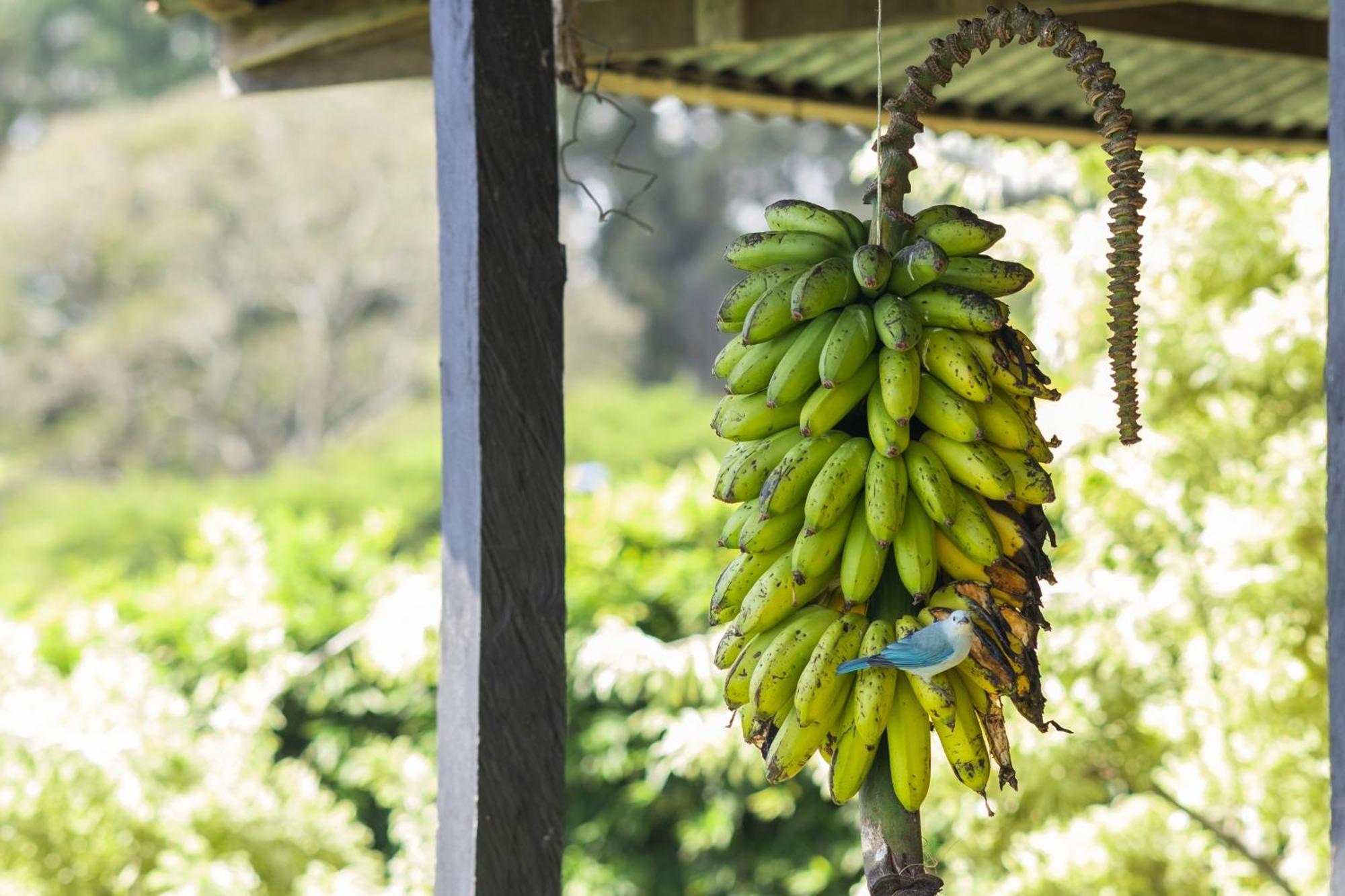 شقة Coffee Garden Ranch Costa Rica Concepcion  المظهر الخارجي الصورة